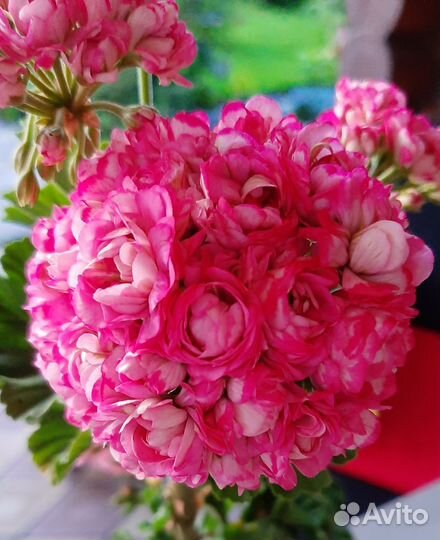 Пеларгония герань