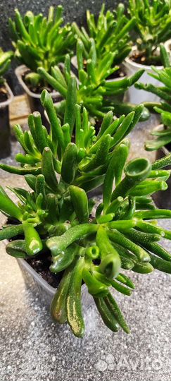 Крассула толстянка