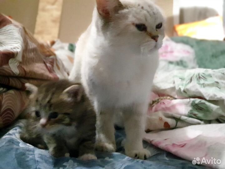 Шотландская шиншилла