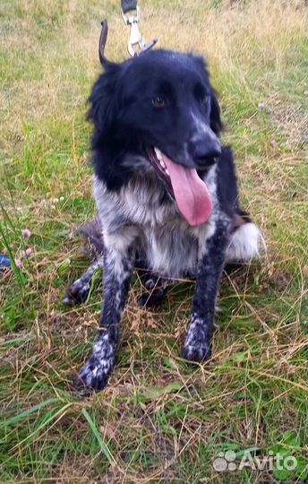 Молодой метис