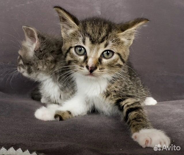 Сразу несколько позитивчиков быстро привыкнут