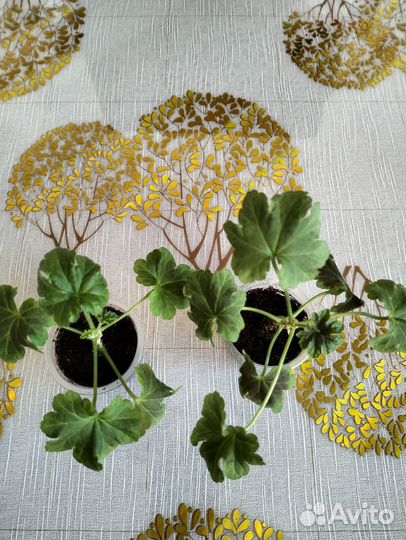 Пеларгония Оденсио маде ин Шведен