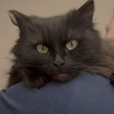 Американская длинношёрстная, взрослая кошка