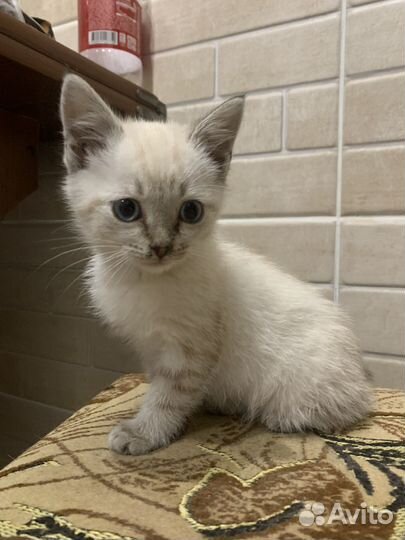 Кот сиамски, мальчик