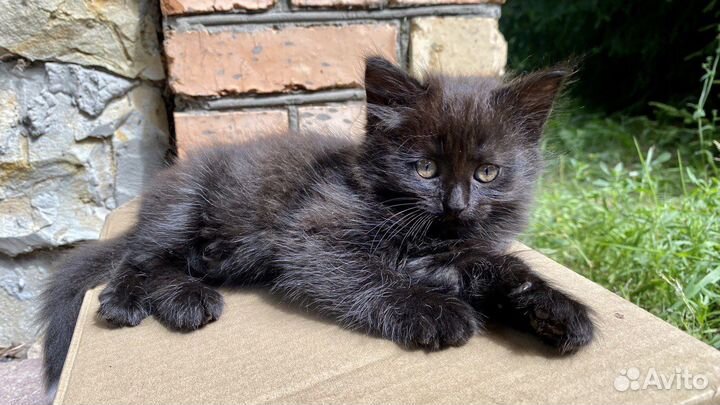 Котята в дар