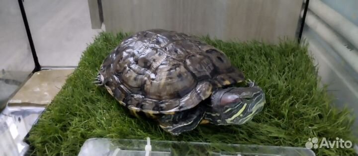 Отдам в добрые руки красноухую черепаху