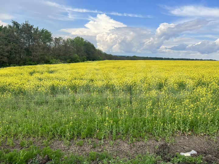 Участок 10 га (промназначения)