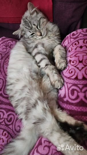 Отдам в дар кошка