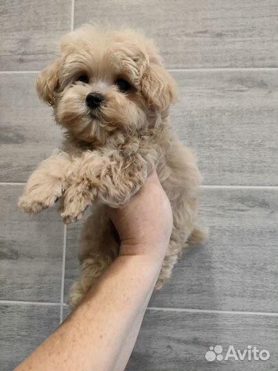 Мальтипу f1 micro