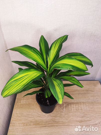 Кордилина Киви