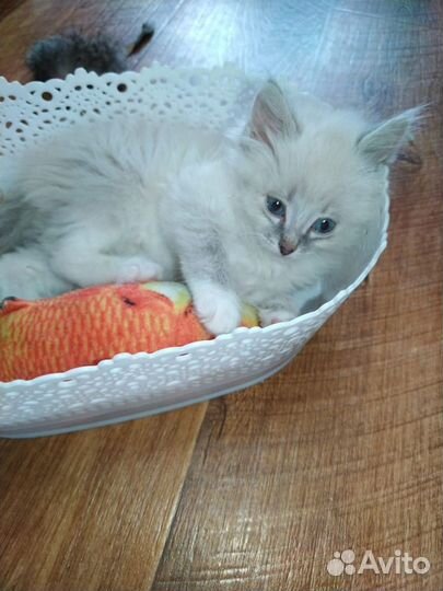 Очаровательный котёнок