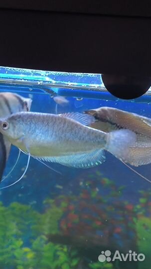 Аквариумные рыбки гурами
