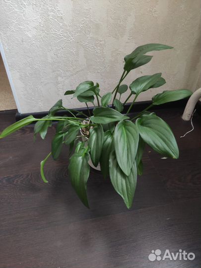 Растение, цветок