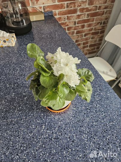 Фиалка белая