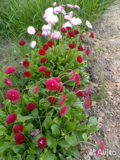 Маргаритки и цветы для горки. Ячмень гривастый