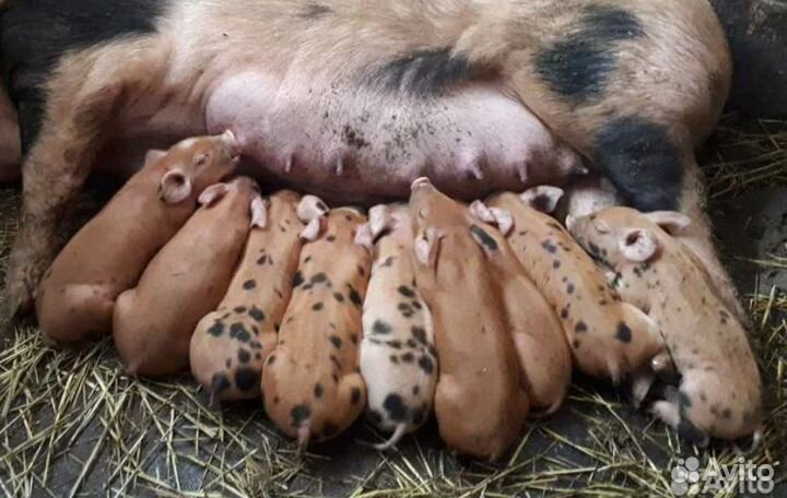 Продам поросят