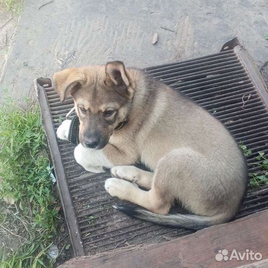Щенки