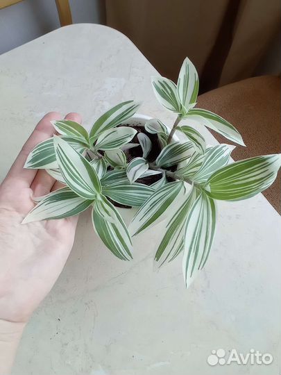 Традесканция