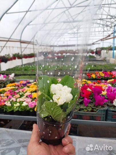 Примула и цикламен