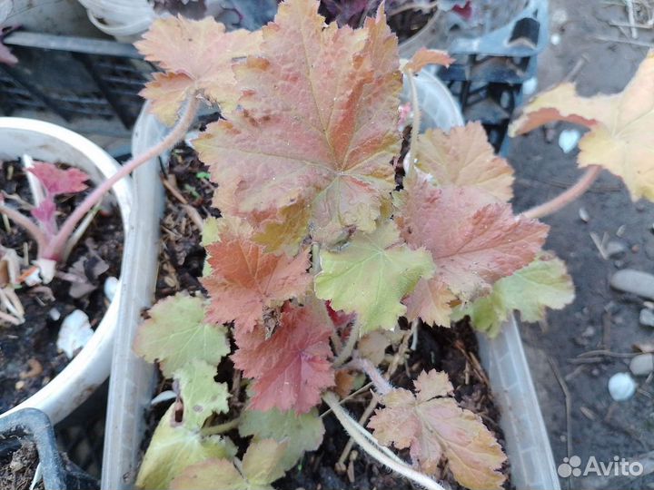 Гейхеры, хосты