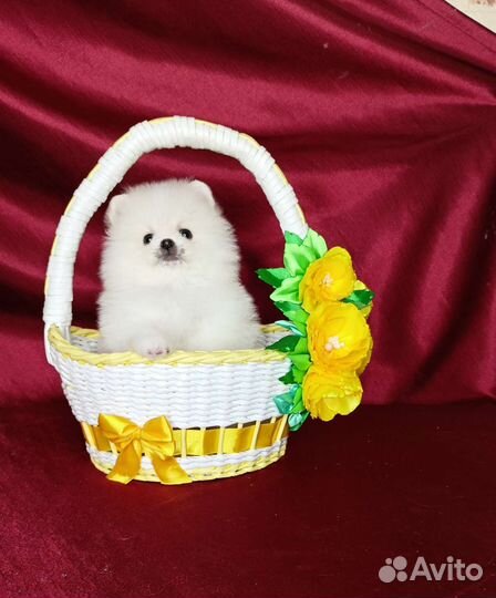 Мини мальчики. С документами