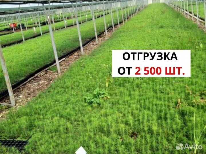 Саженцы сосны зкс