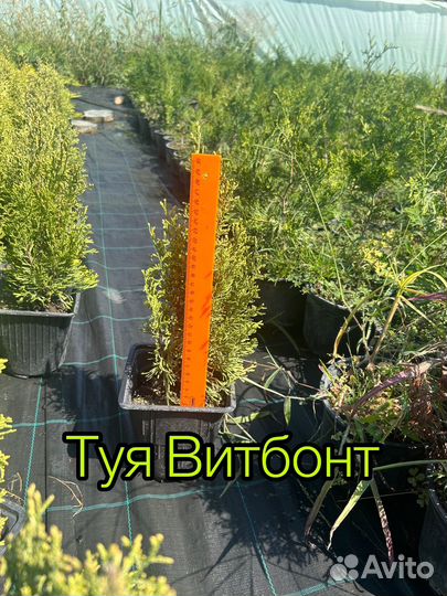 Ассортимент Туй и можжевельников