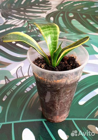 Сансевьера Футура Суперба, Футура Рабусто