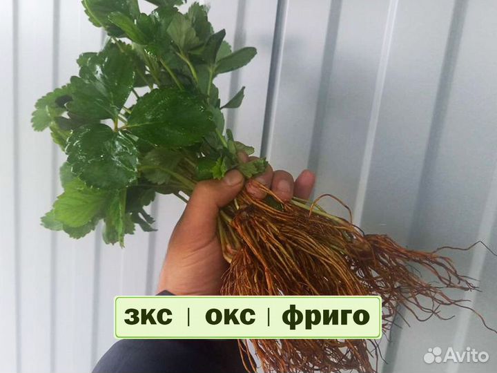 Рассада клубники. Крупная ягода