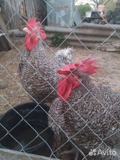 Инкубационное яйцо