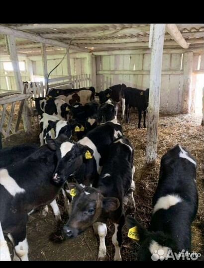 Быки 3месяца