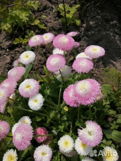 Маргаритки рассада