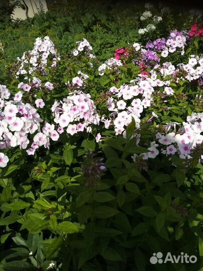 Флоксы многолетние