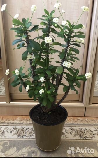 Молочай Миля белый