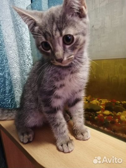 Отдам котят, в хорошие руки