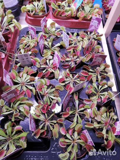 Венерина мухоловка, дионея