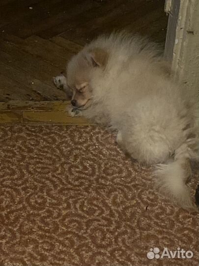 Померанский шпиц мини девочка