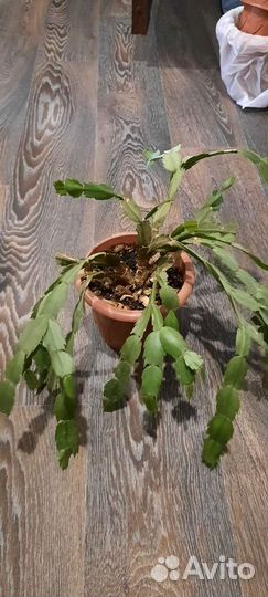 Цветы горшки бесплатно отдам