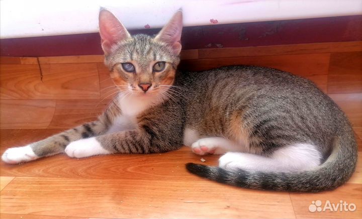 Котёнок 4-х месяцев (мальчик) в добрые руки