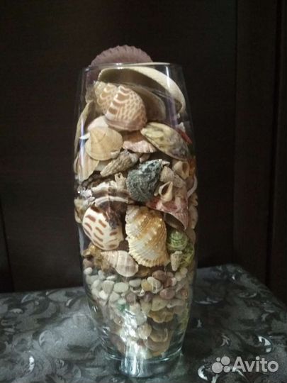 Набор ракушек из разных морей