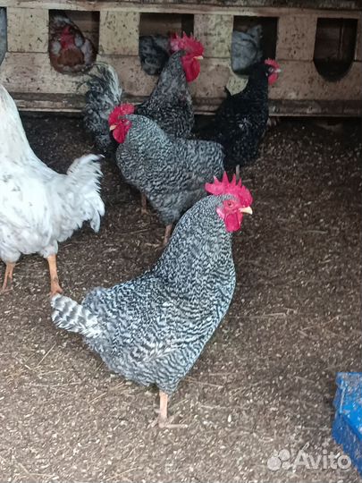 Петух плимутрок