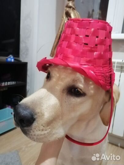 Продам лабрадора