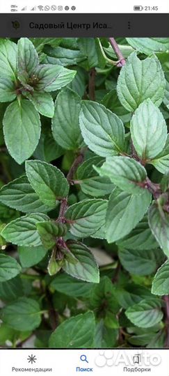 Мята перечная