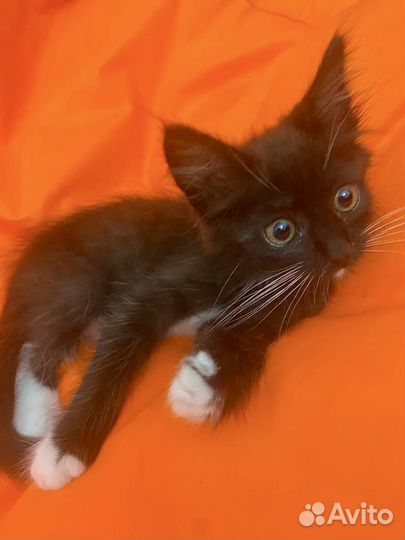 Котенок мальчик с изумрудными глазами