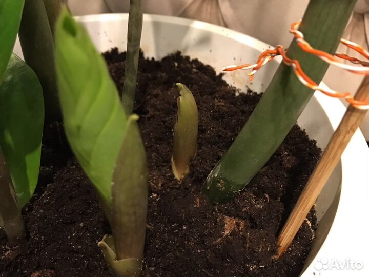 Замиокулькас