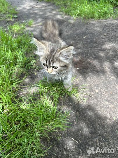 Кошечка красавица в дар