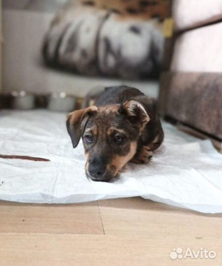 Щенок мальчик