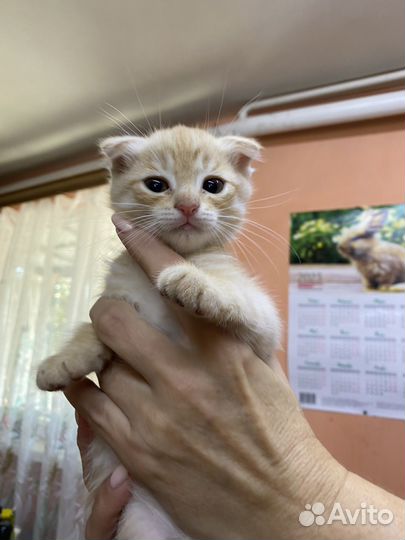 Котенок в дар бесплатно