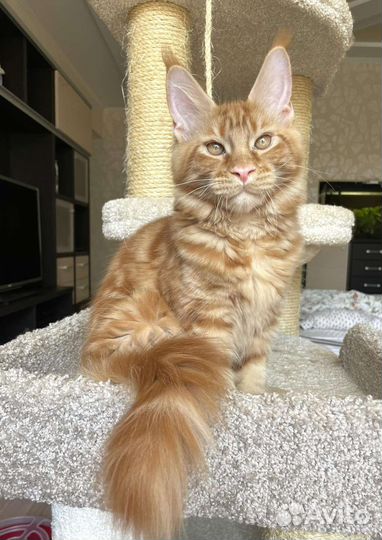 Котята мейн-кун рыжие