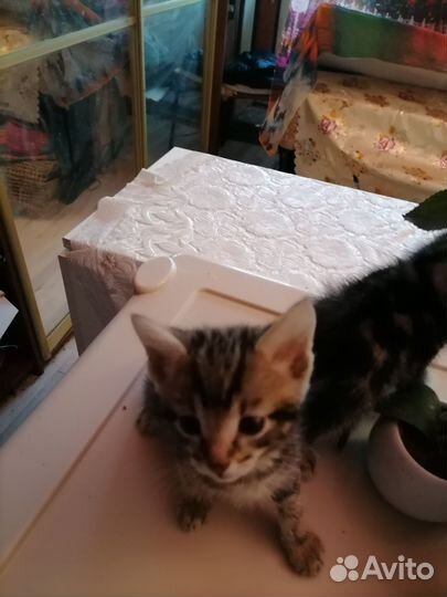 Бенгальские котята